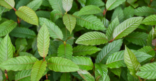 Kratom leaves