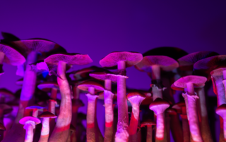 Mushrooms illuminated by a purple light.
