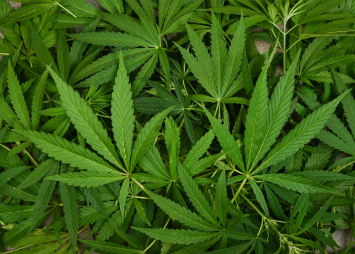 A close-up view of a dense arrangement of green cannabis leaves.
